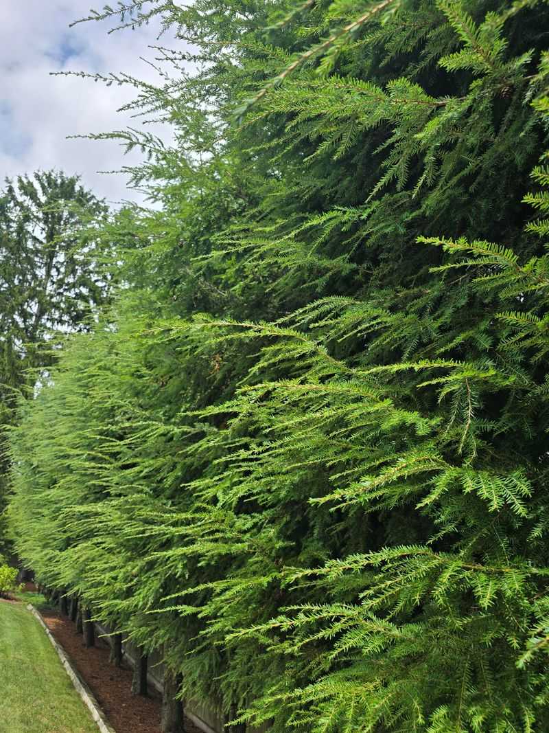 Canadian Hemlock