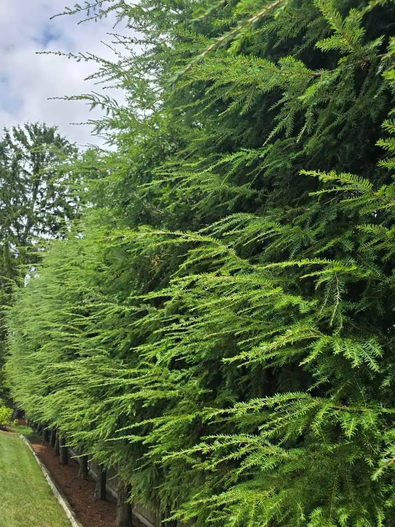 Canadian Hemlock