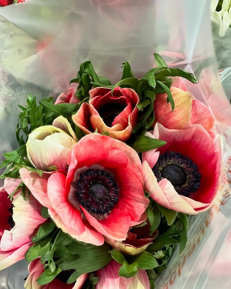 Anemone