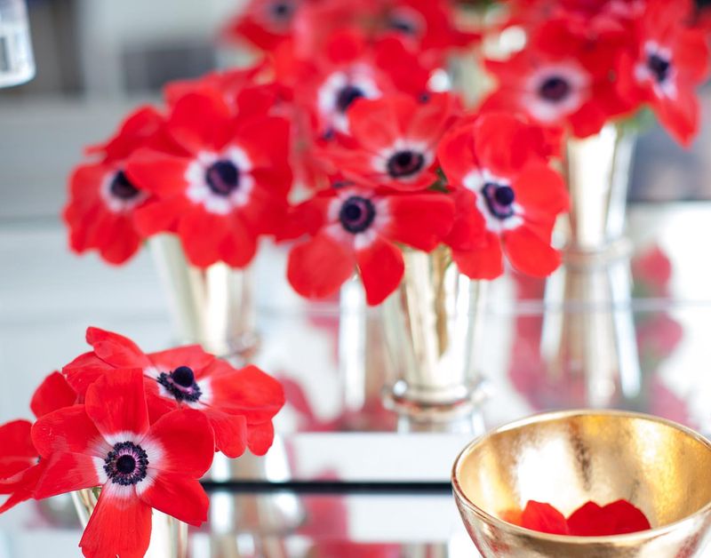 Anemone