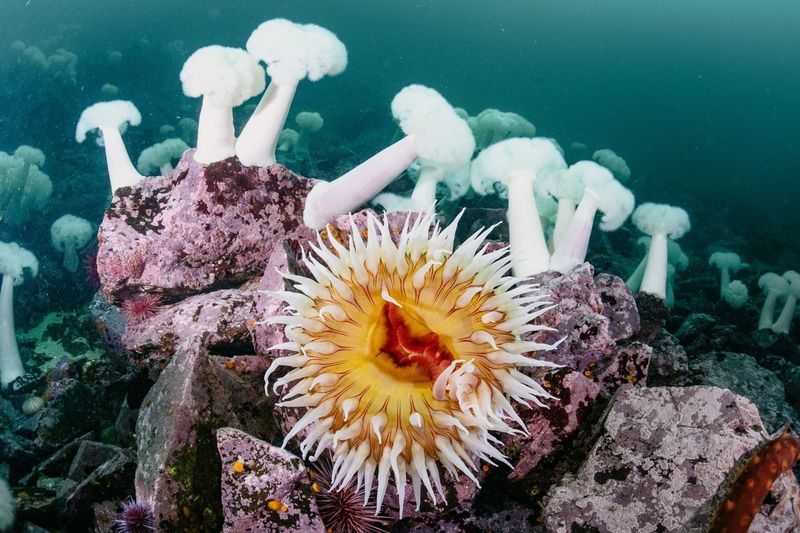 Anemone