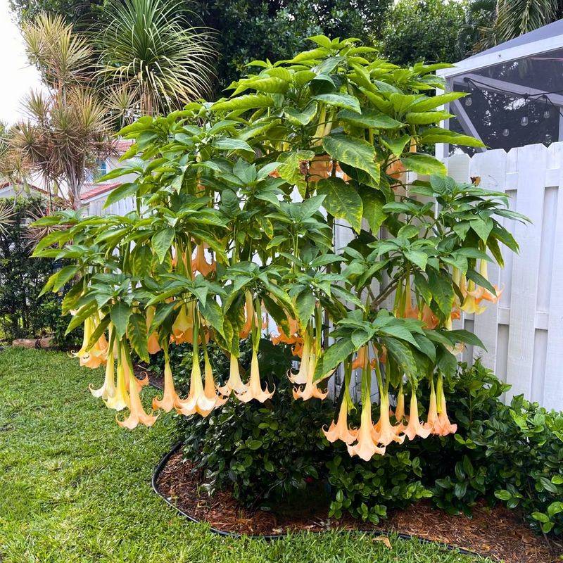 Angel's Trumpet