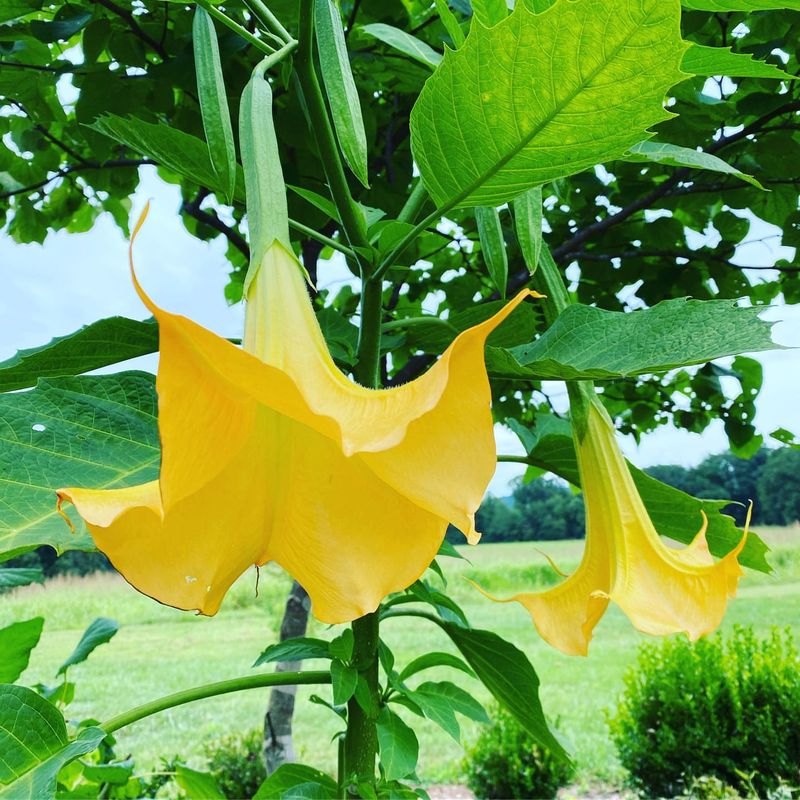 Angel's Trumpet