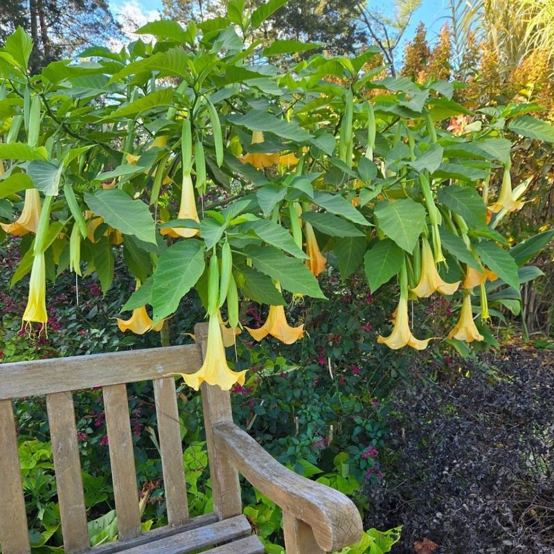 Angel's Trumpet