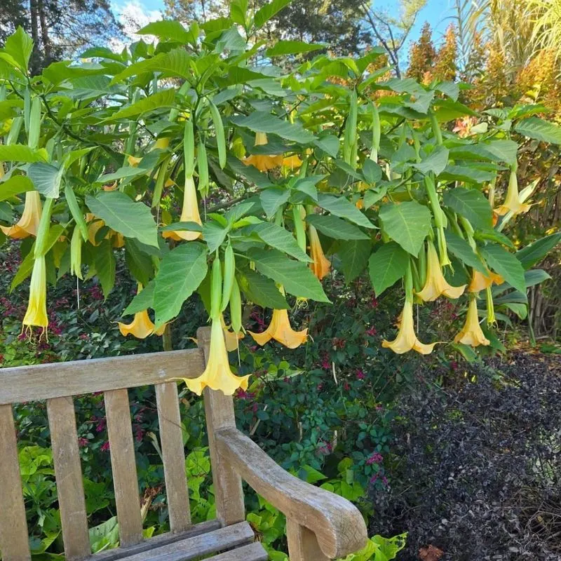 Angel's Trumpet