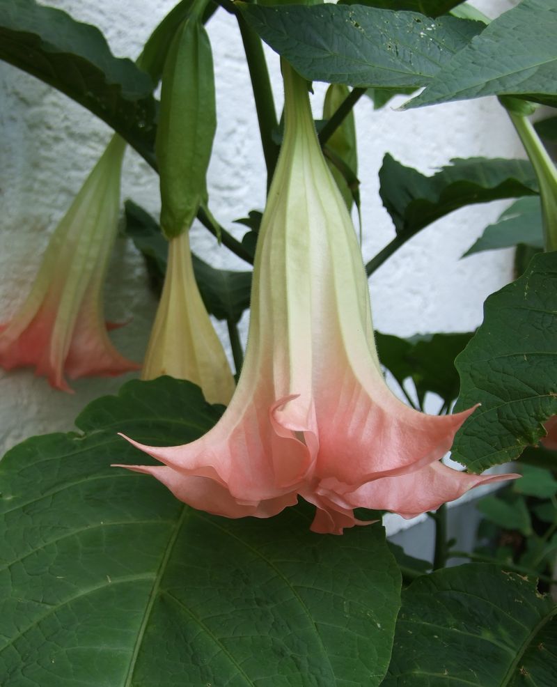 Angel’s Trumpet