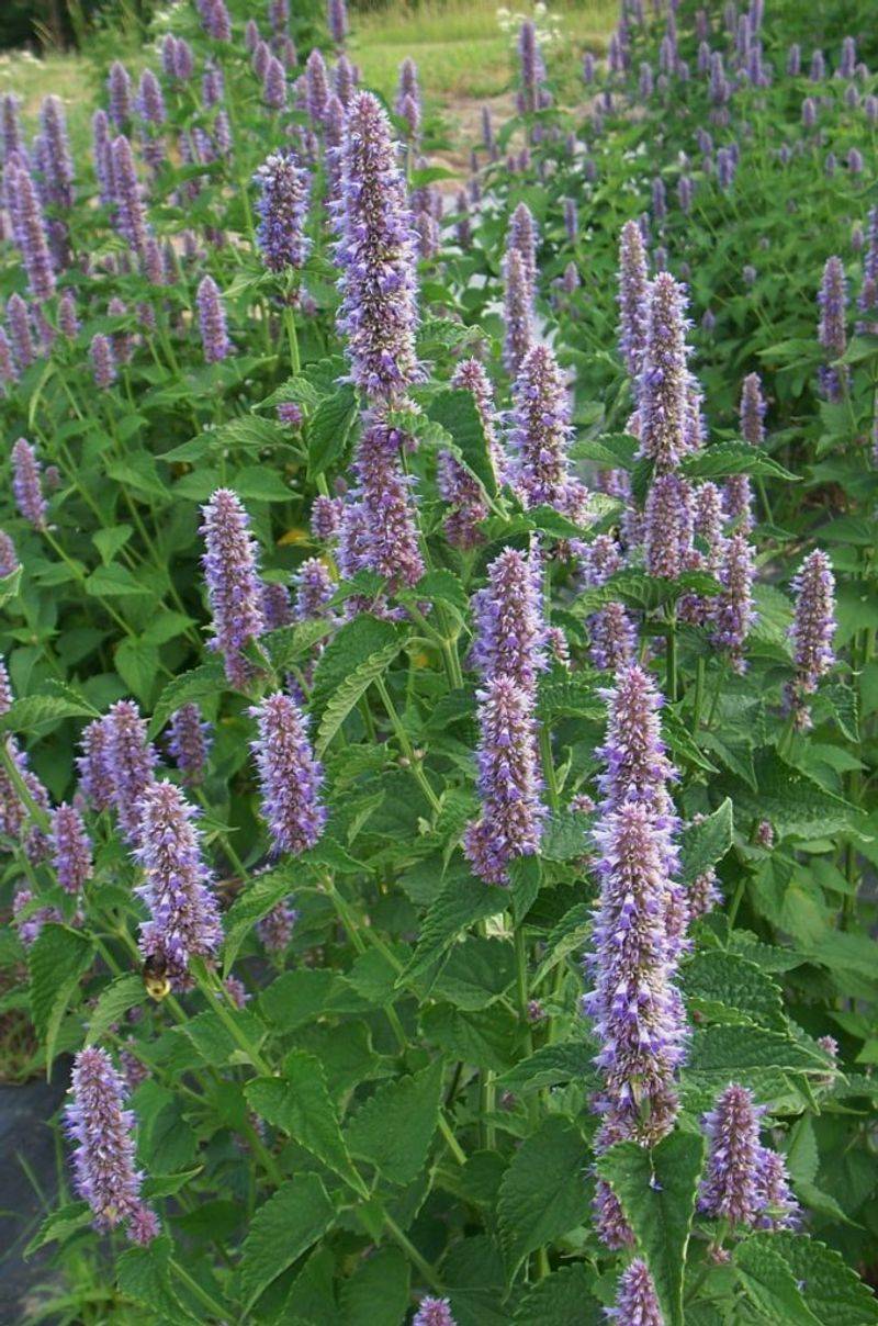Anise Hyssop