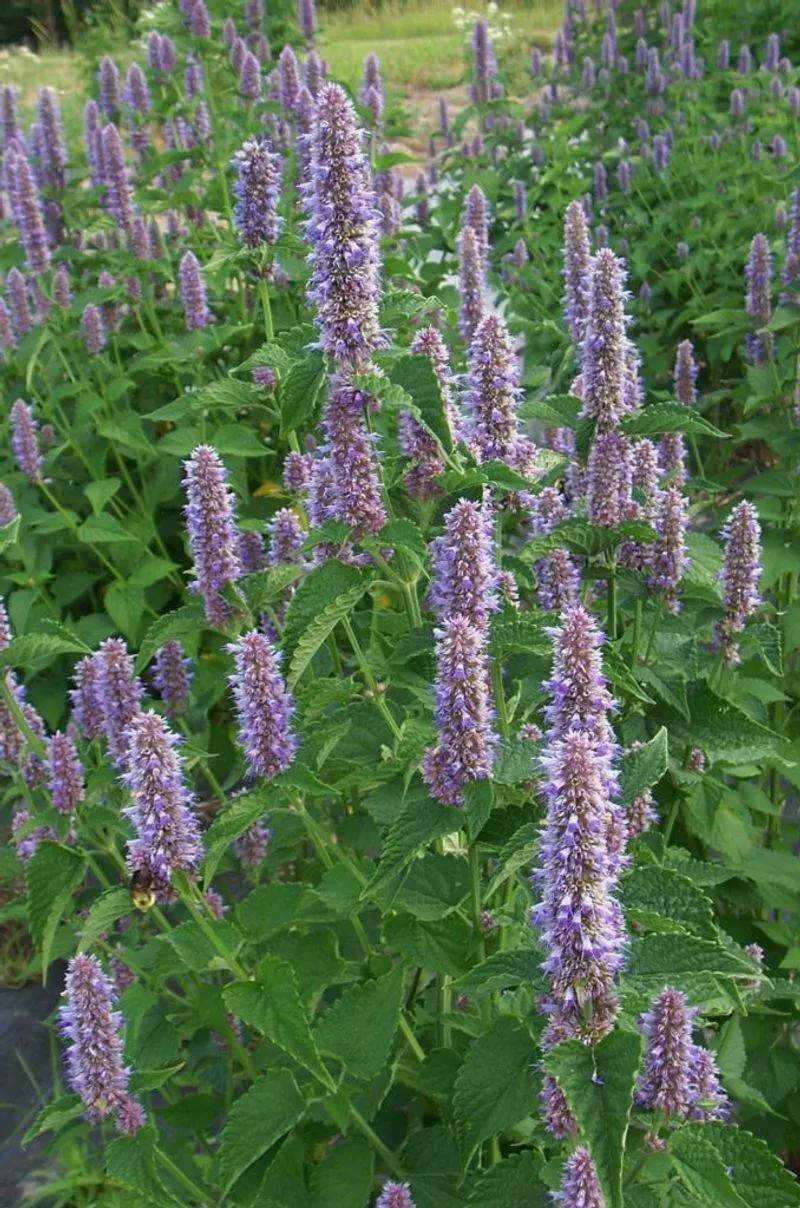 Anise Hyssop