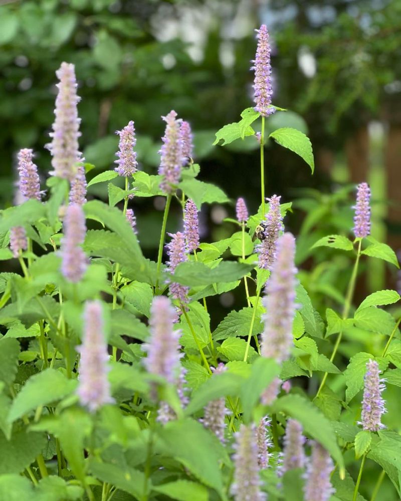 Anise Hyssop