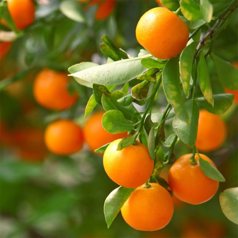 Algerian Clementine Tree
