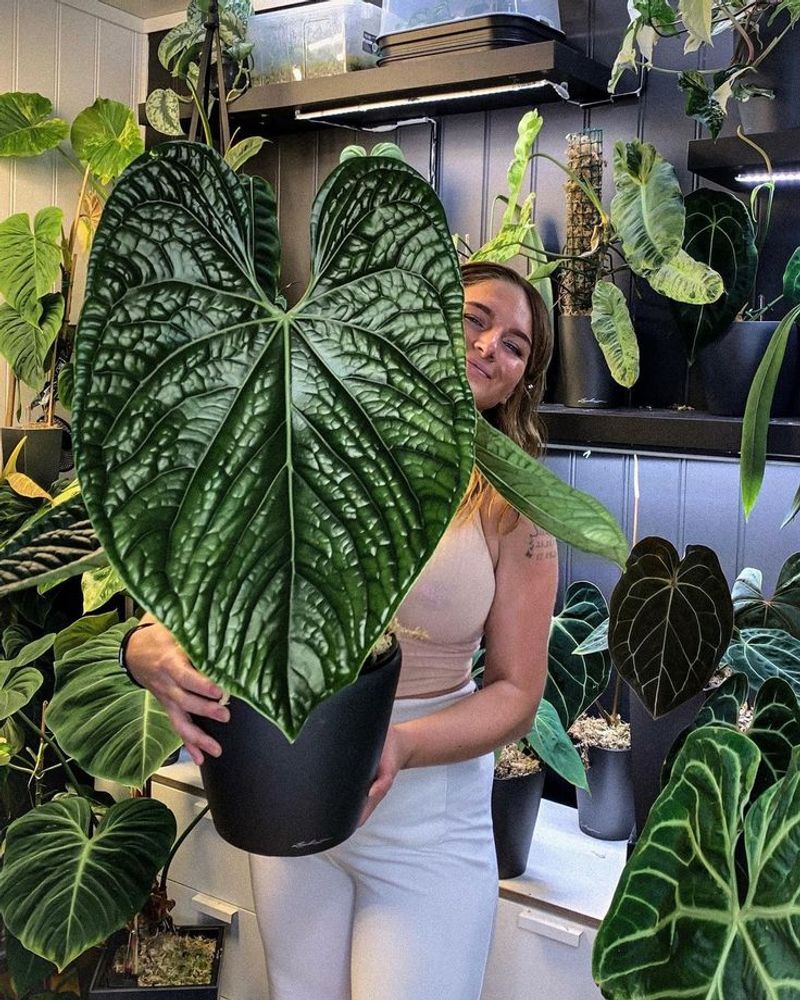 Anthurium