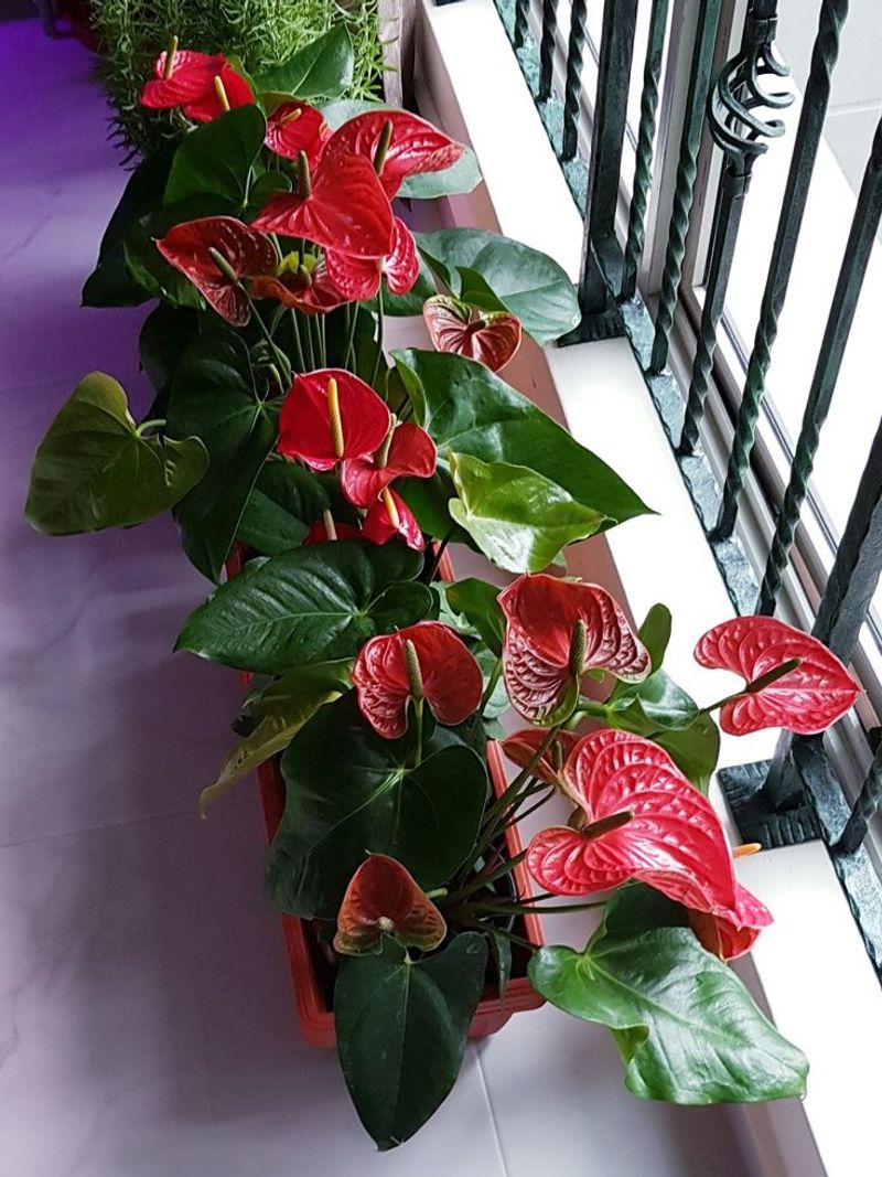 Anthurium