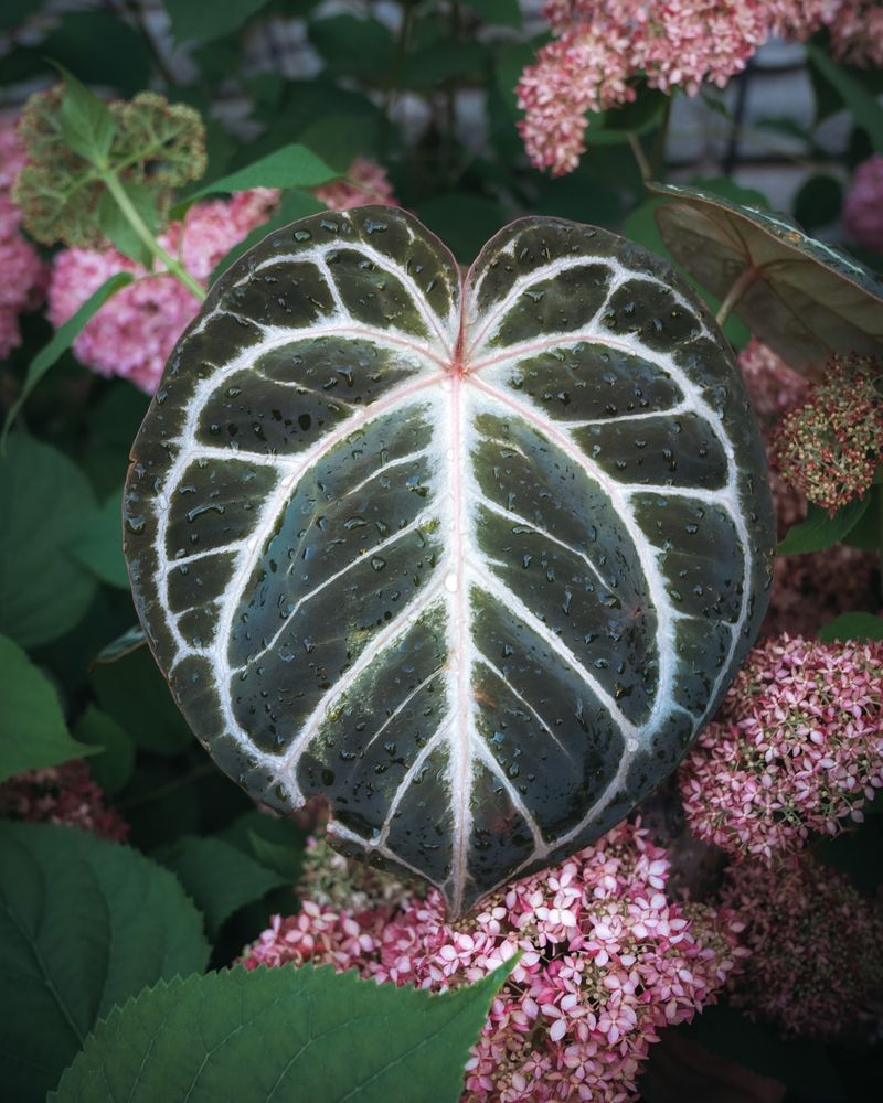 Anthurium