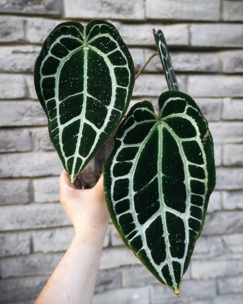 Anthurium