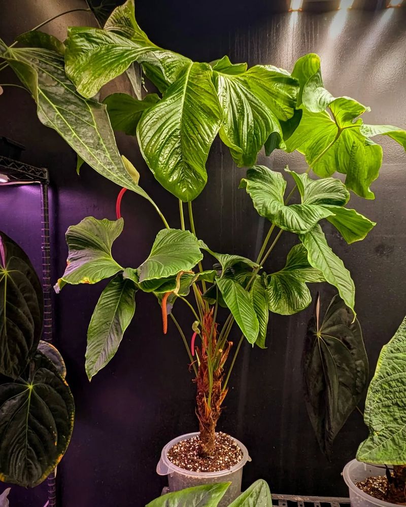 Anthurium