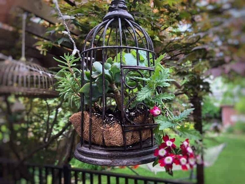 Antique Birdcage Gardens