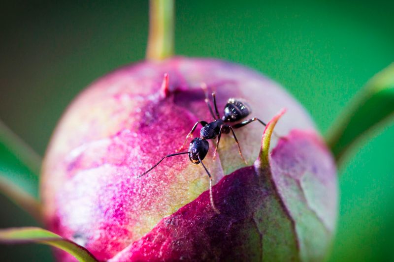Ants
