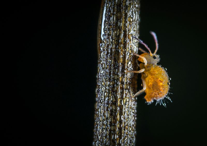 Aphid
