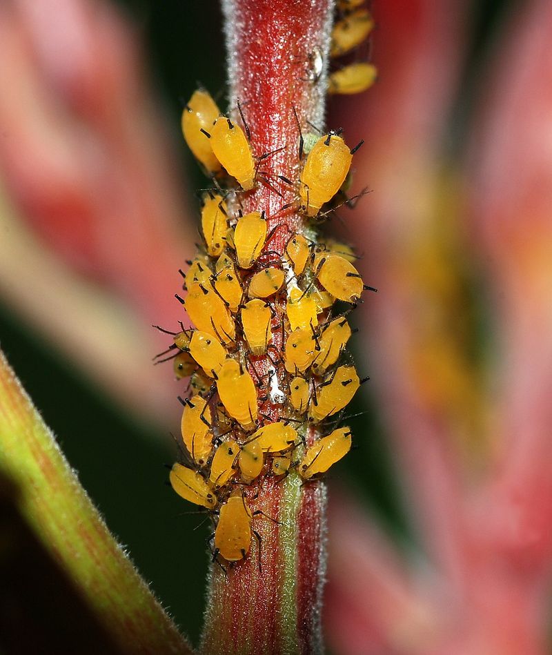 Aphids