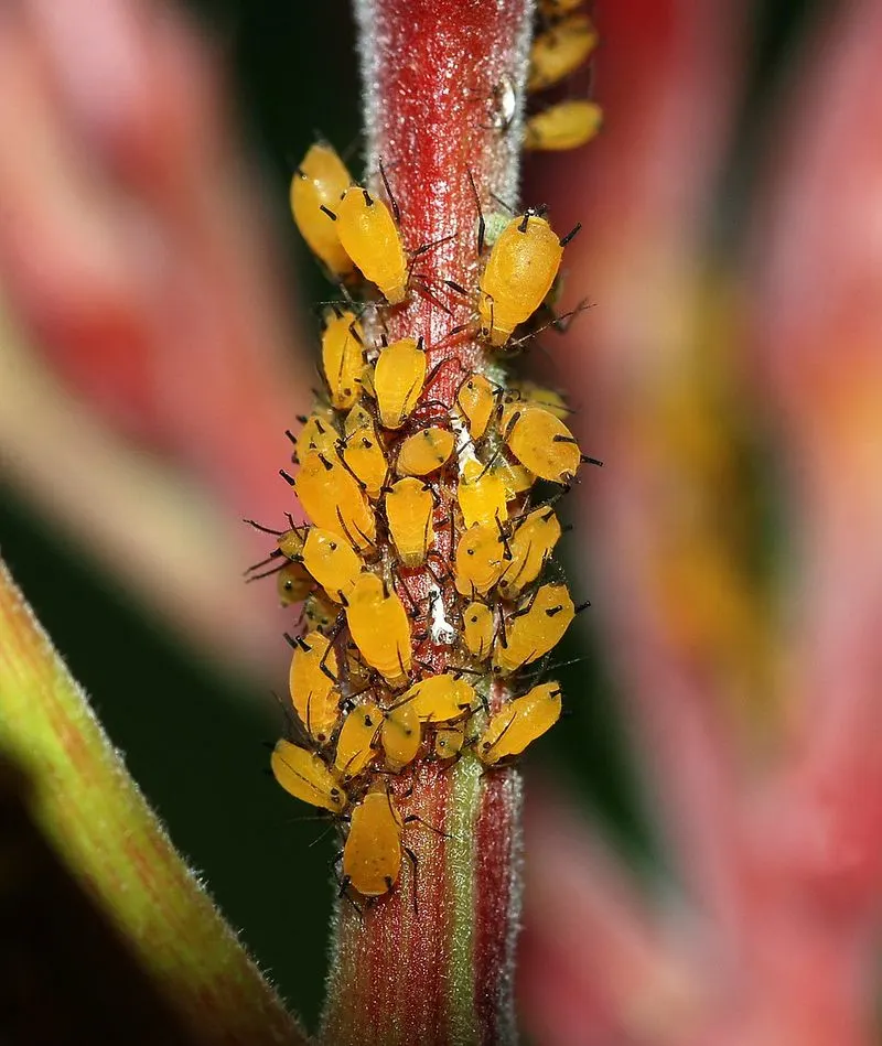 Aphids