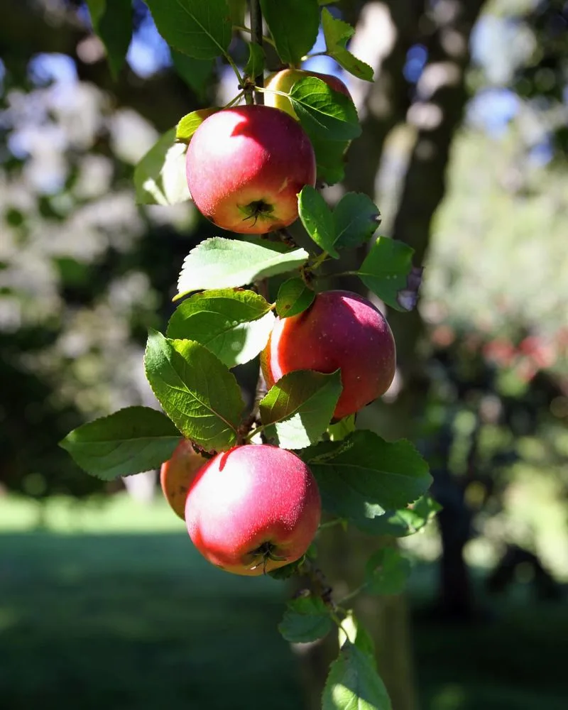 Apple Tree