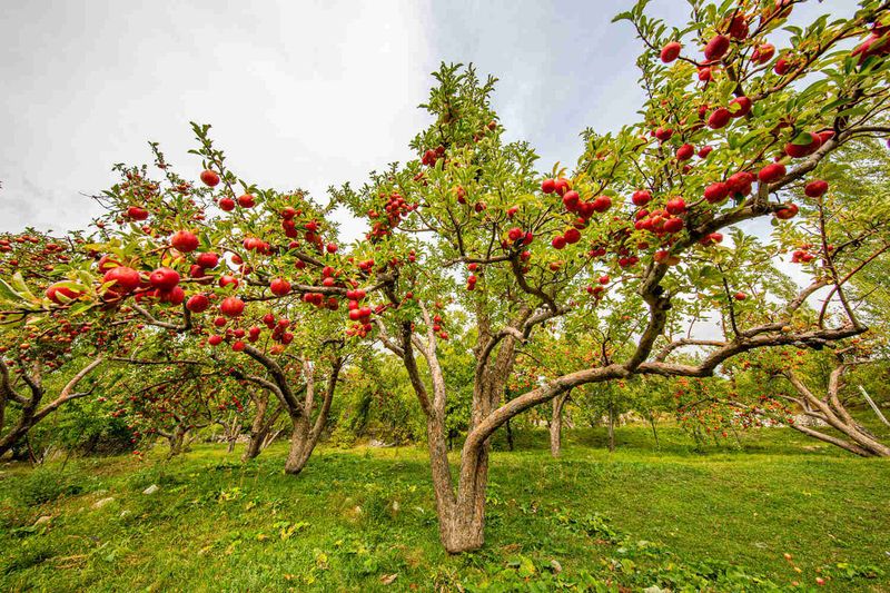 Apple Tree