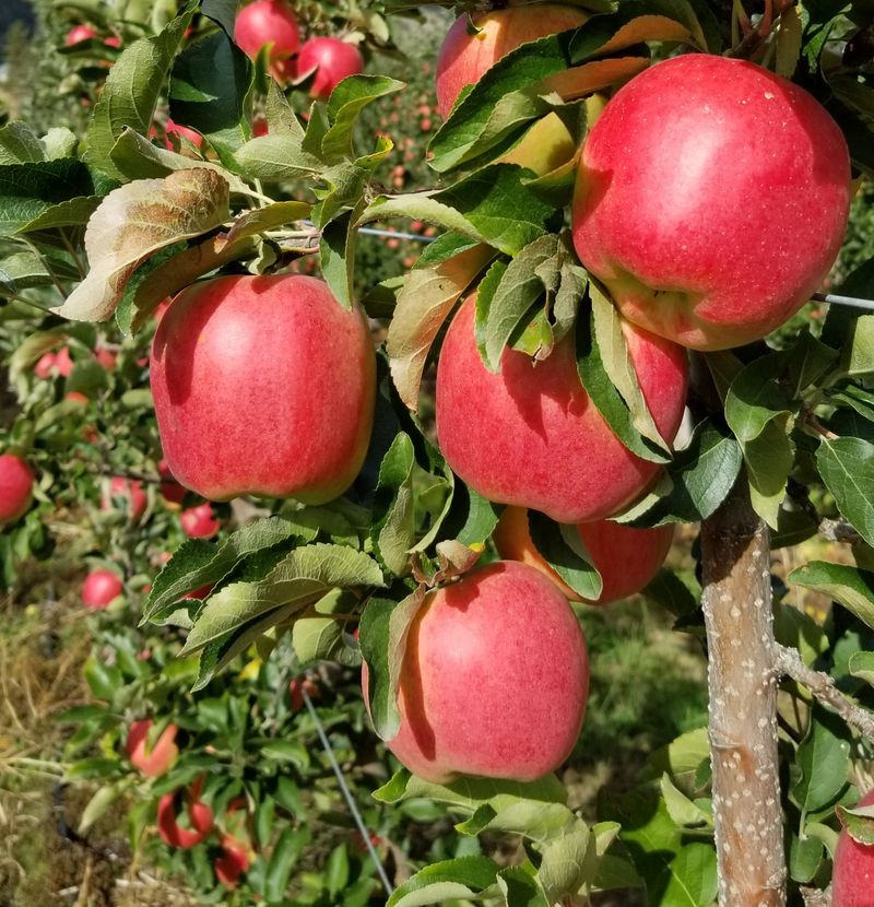 Apples