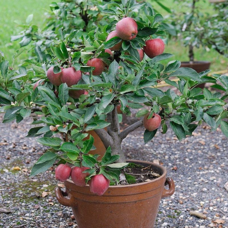 Apples