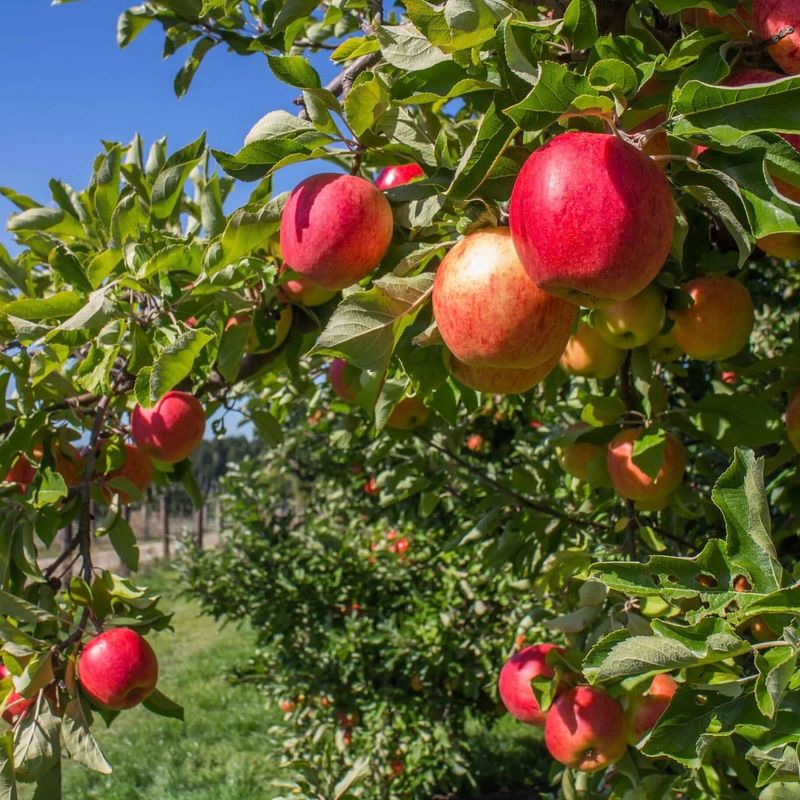 Apples