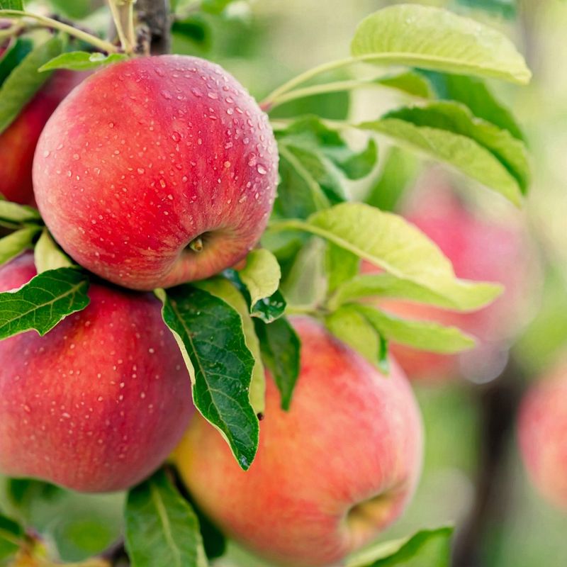 Apples