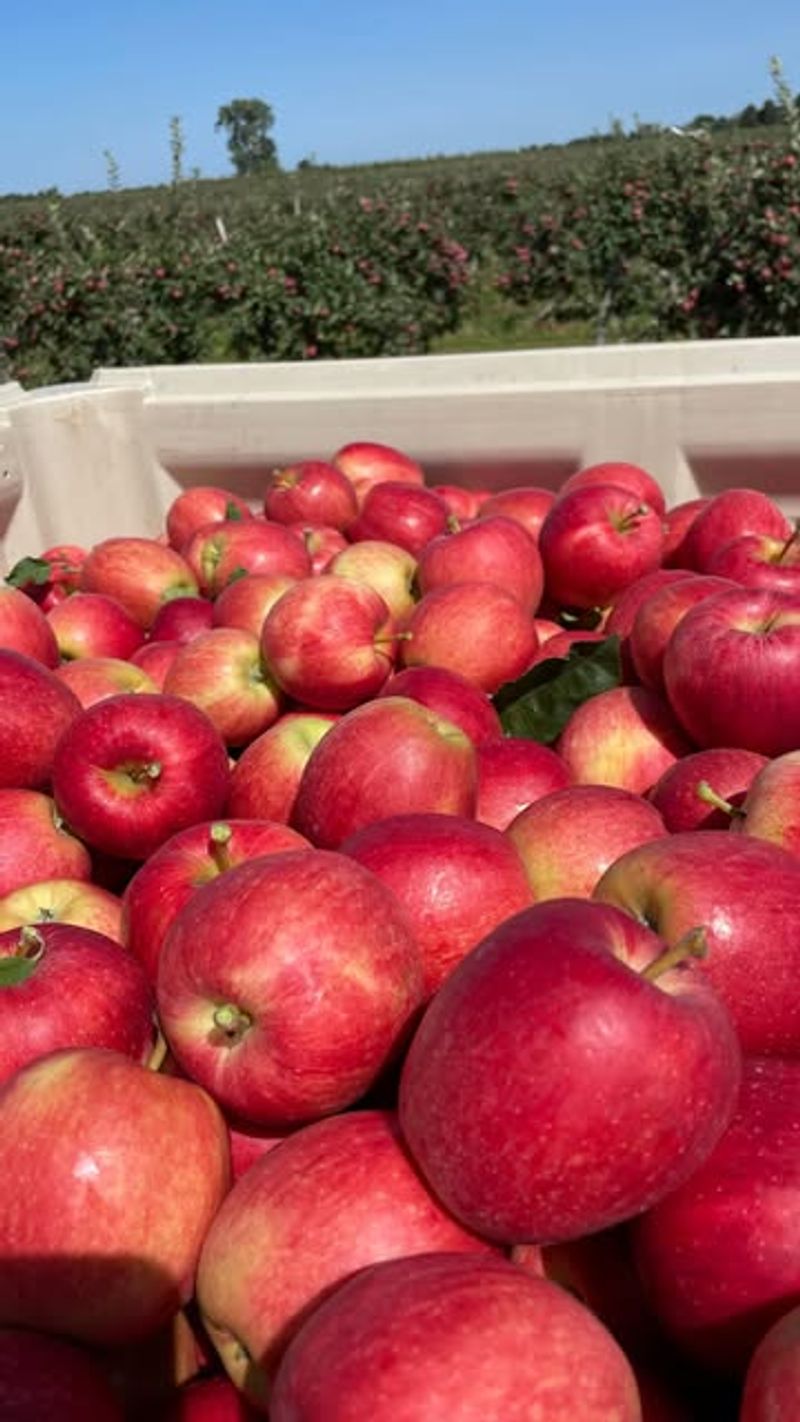 Apples