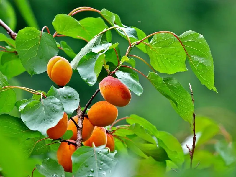 Apricot Tree