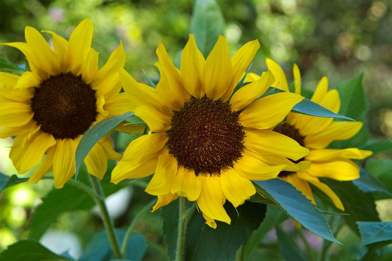 Sunflower