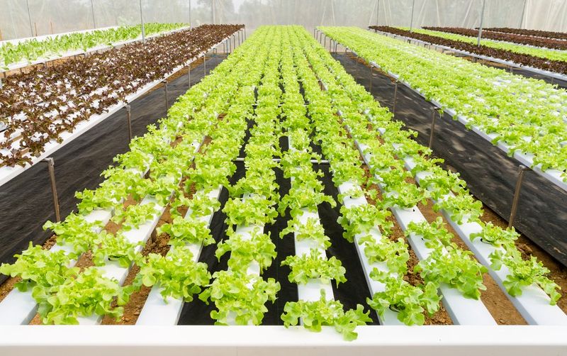 Aquaponics