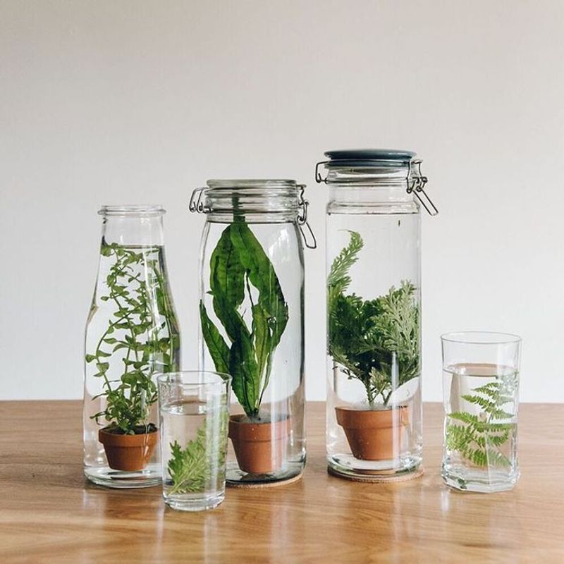 Aquatic Plant Jars