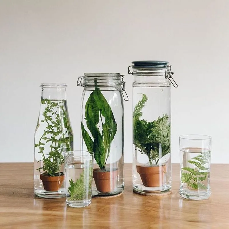 Aquatic Plant Jars