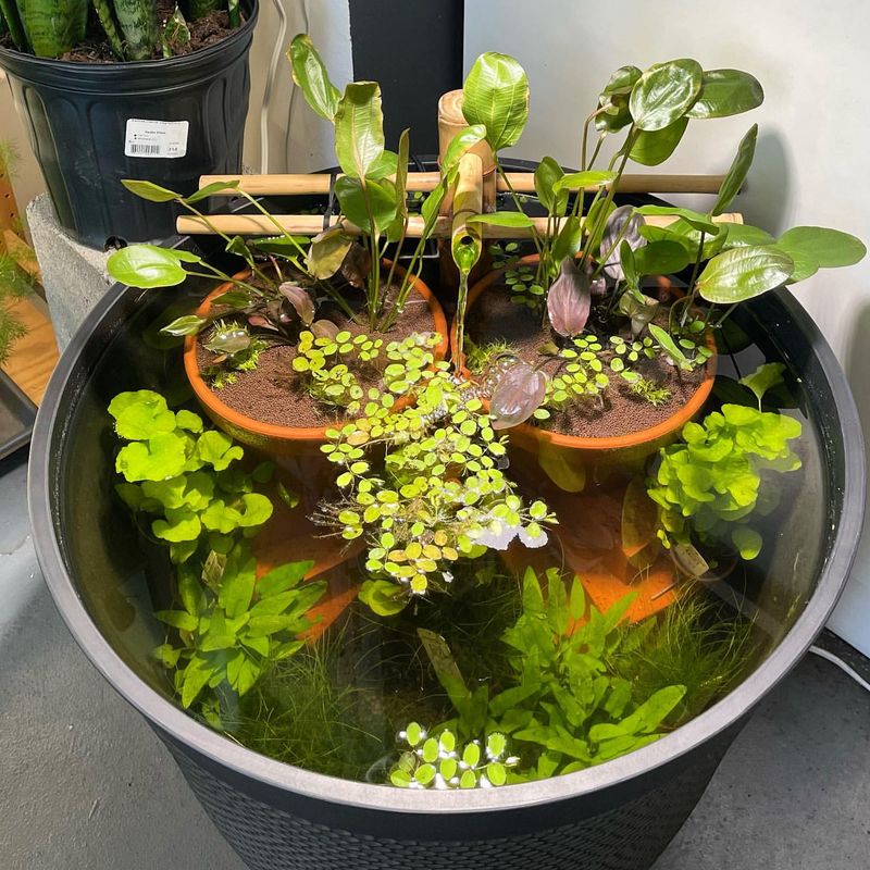 Aquatic Plants