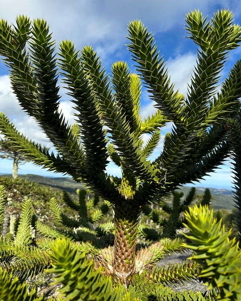 Araucaria