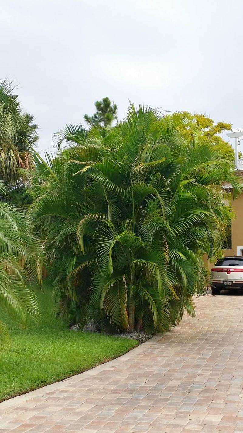 Areca Palm