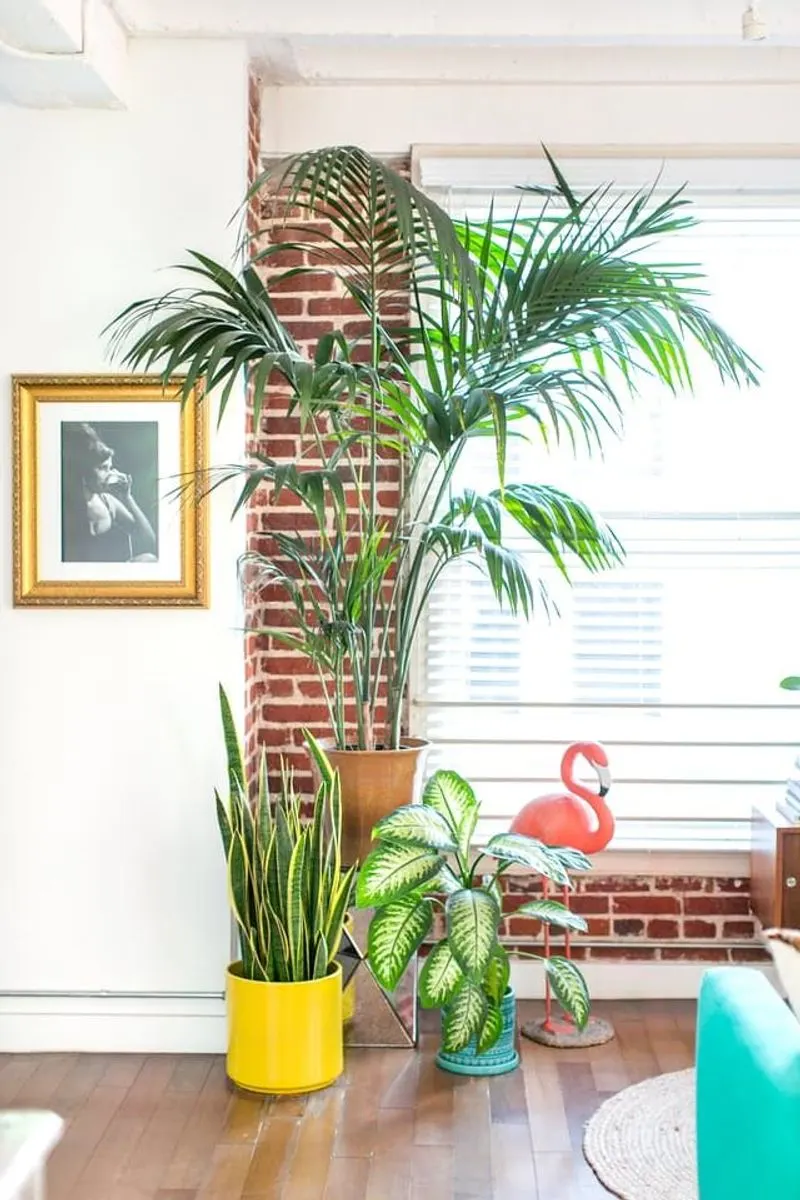 Areca Palm