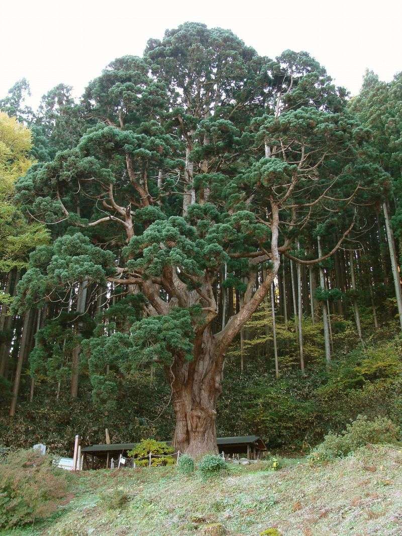 Japanese Cedar