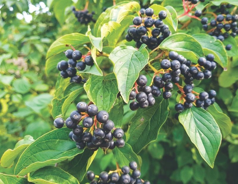 Aronia (Chokeberry)