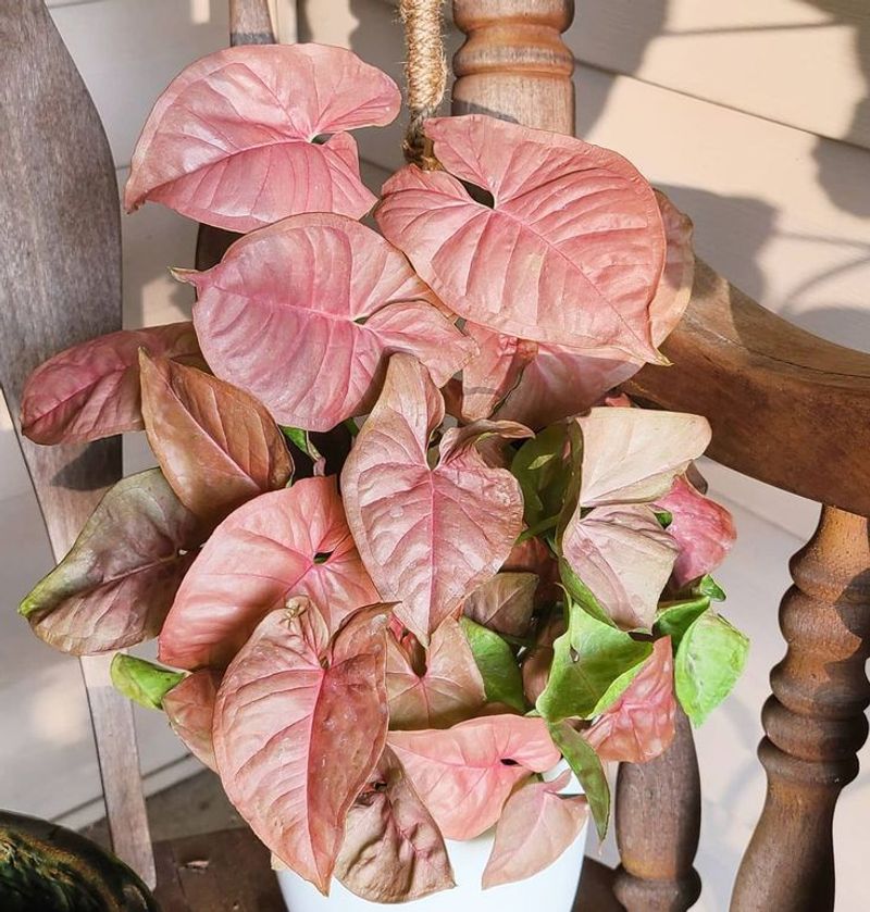 Arrowhead Plant