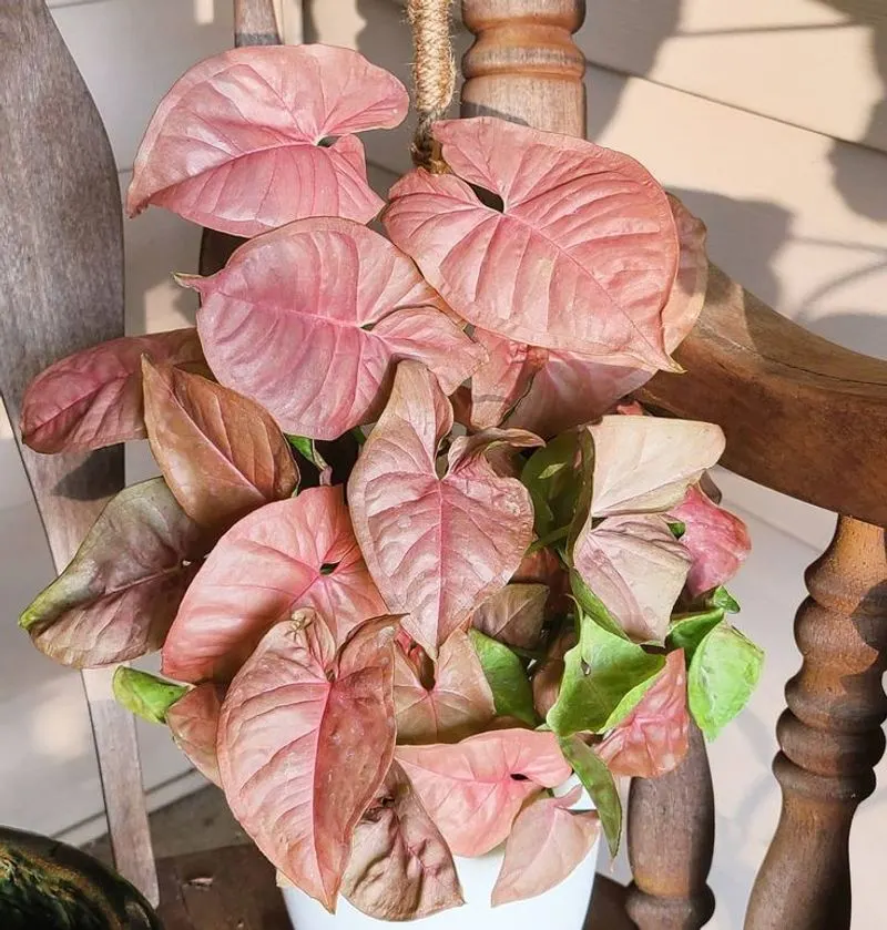 Arrowhead Plant