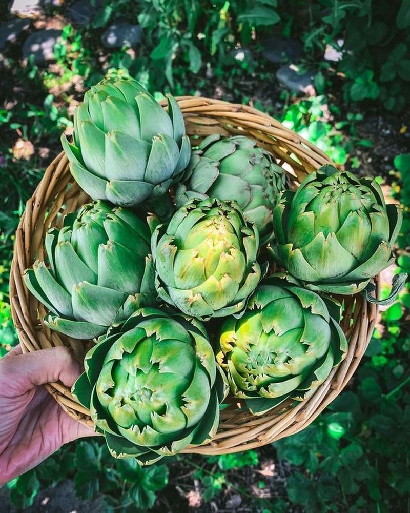 Artichoke