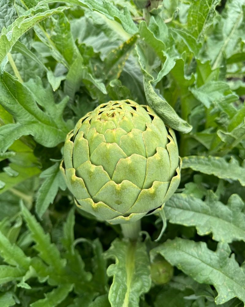 Artichoke