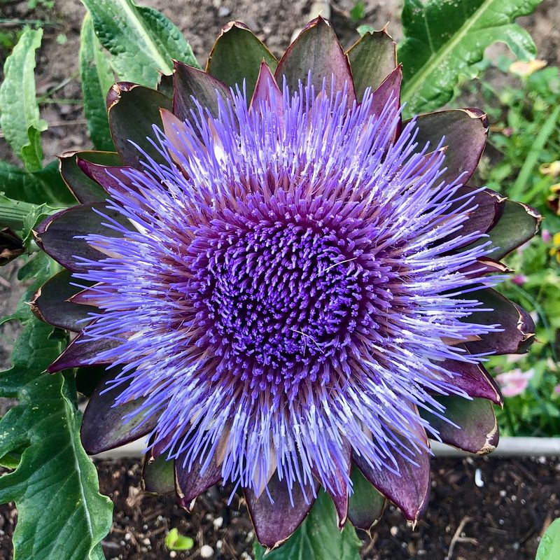 Artichoke