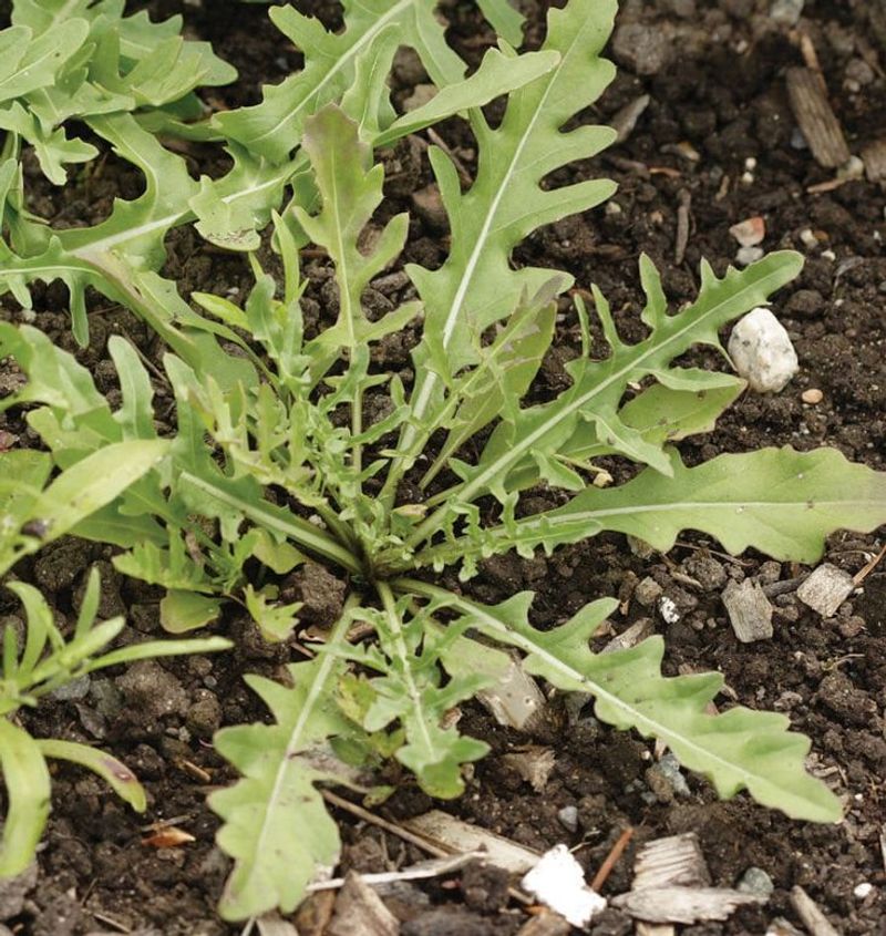 Arugula
