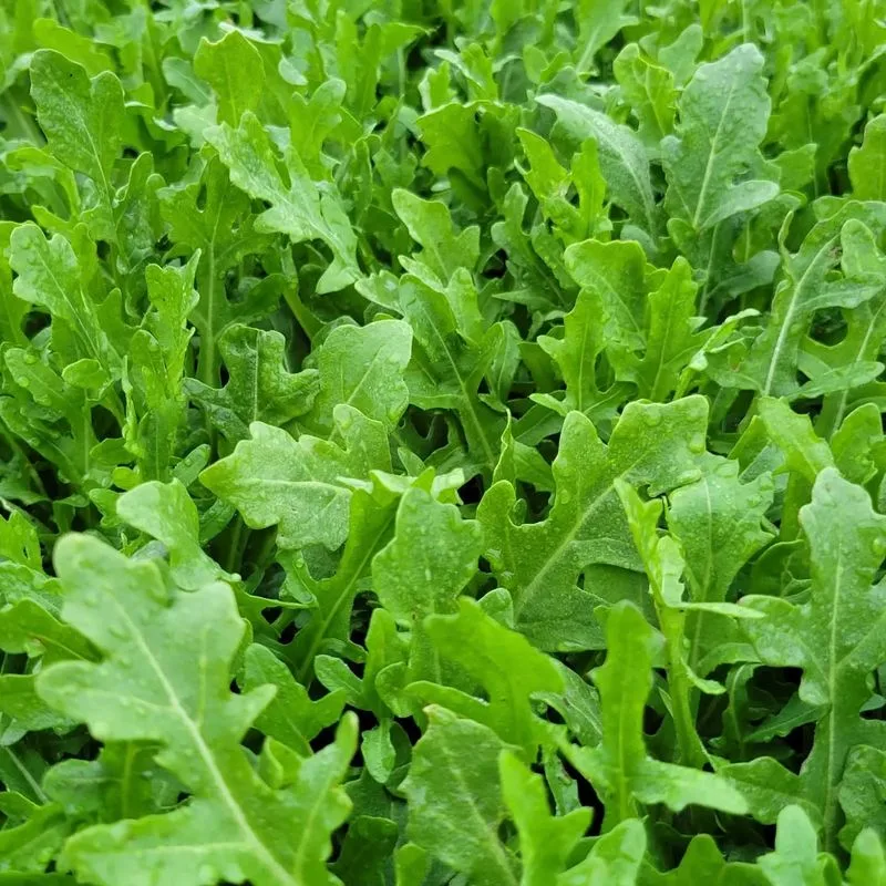 Arugula
