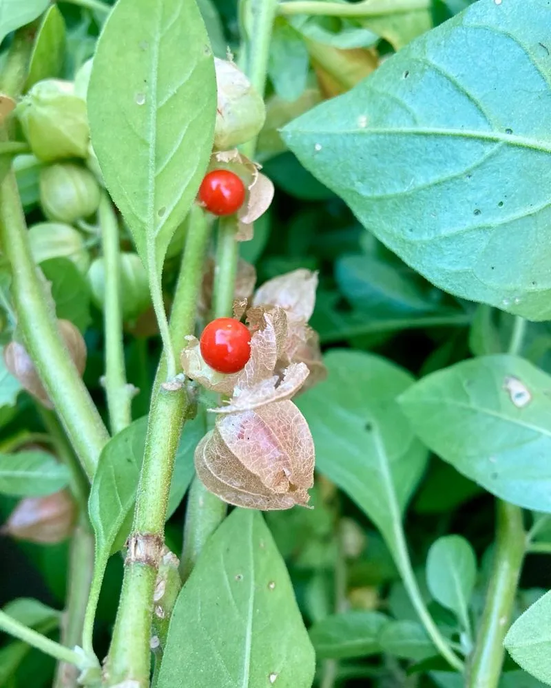 Ashwagandha